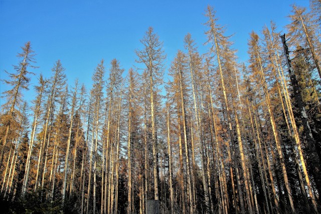 Klimawandel in Osttirol - Folgen und Chancen