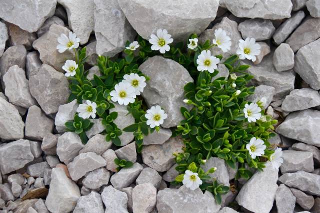 Steingärten, Naschmeilen und Blumenuhren - Vortrag