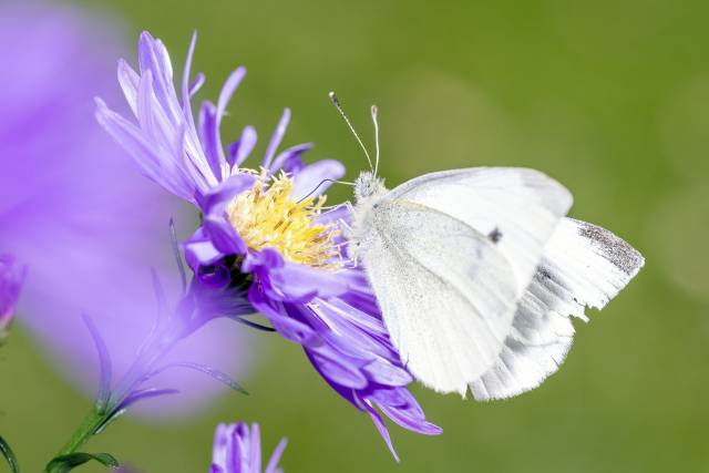 Schmetterling und Blume