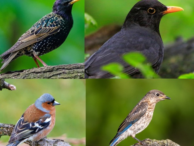 EXKURSION Amsel, Drossel, Fink und Star – Frühling im Murnauer Moos