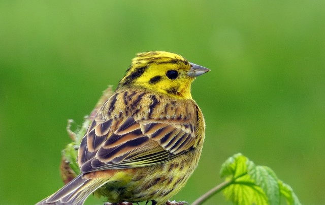 EXKURSION Vogelkundliche Artenvielfalt im Inntal